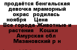 продаётся бенгальская девочка(мраморный окрас).родилась 5ноября, › Цена ­ 8 000 - Все города Животные и растения » Кошки   . Амурская обл.,Мазановский р-н